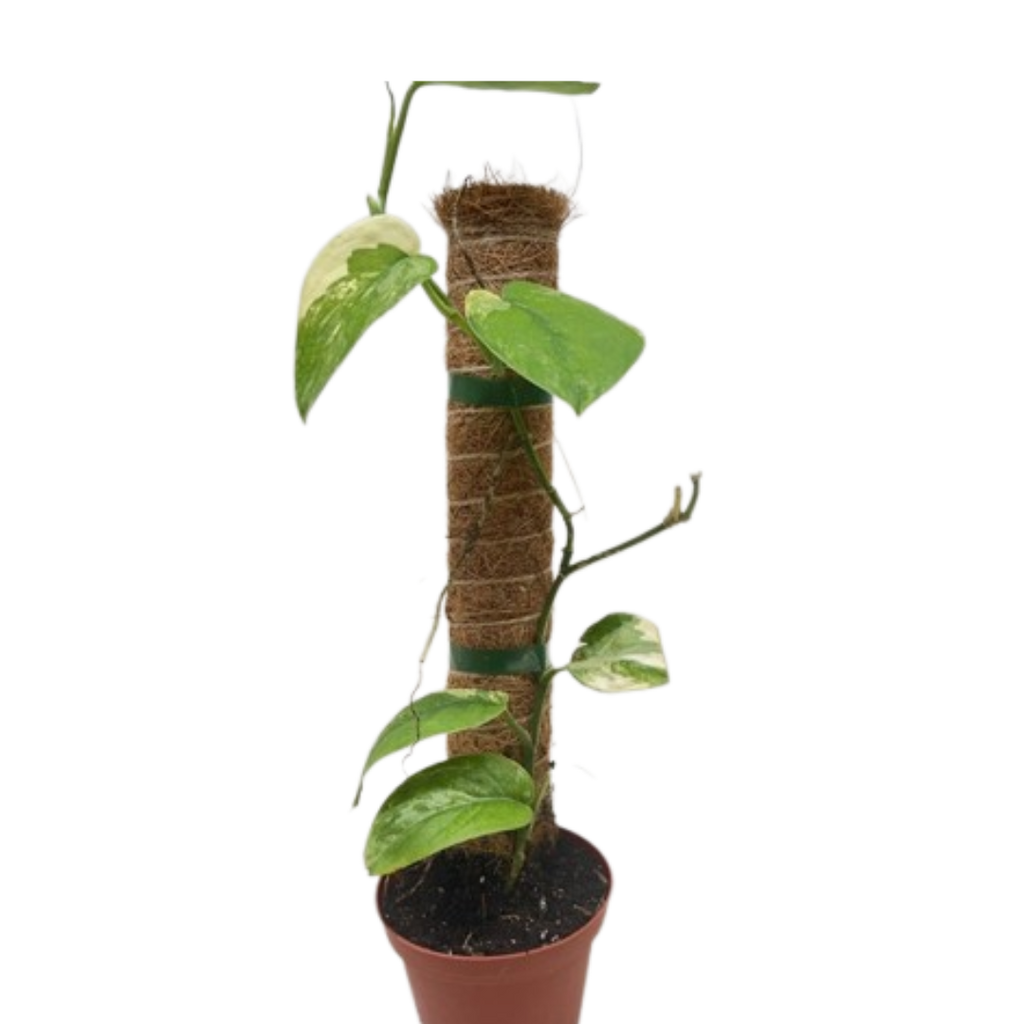 Pothos Jade Satin Albo