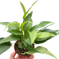 Pothos Skeleton Key