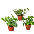 3 Pothos Variety Pack / 4" Pot / Live Plant / Home and Garden Plants