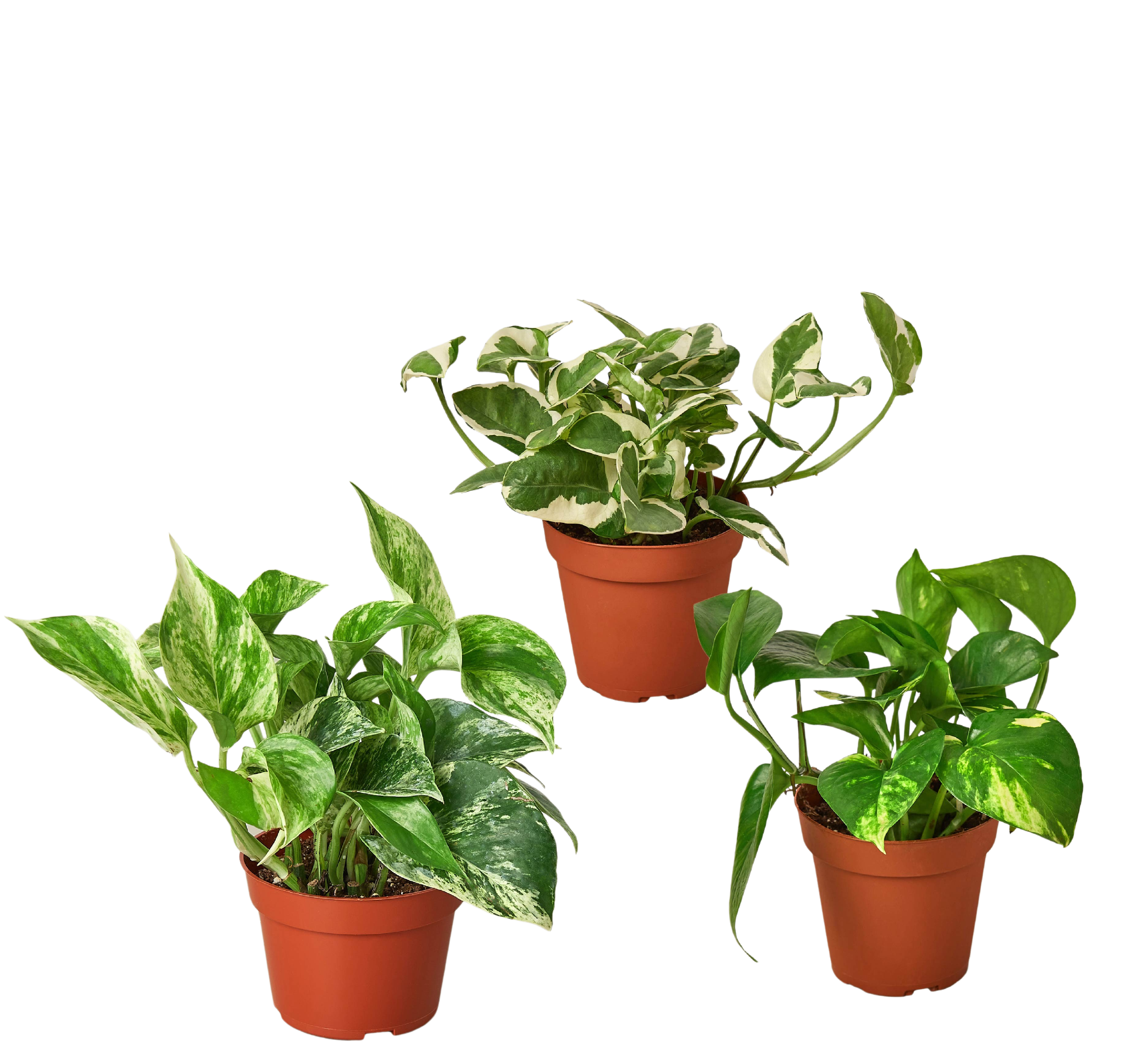 3 Pothos Variety Pack / 4" Pot / Live Plant / Home and Garden Plants