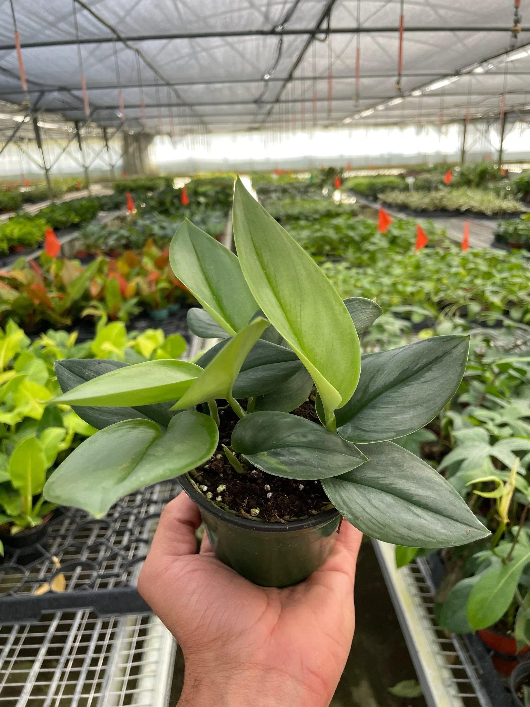 Blackwater Lotus Co. Scindapsus Moonlight - Thumbnail 5