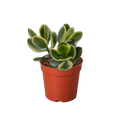 Succulent Crassula Jade Variegated