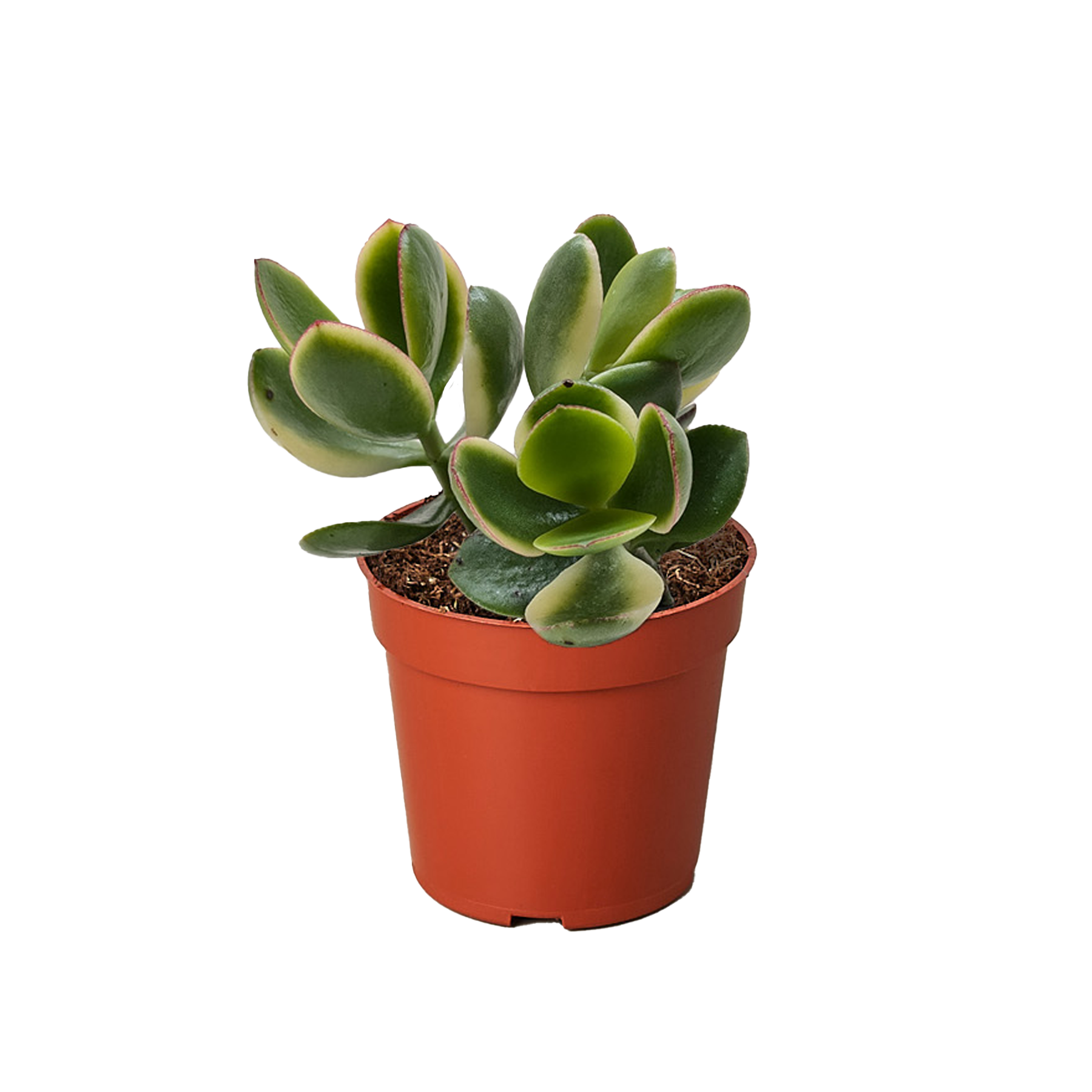 Succulent Crassula Jade Variegated