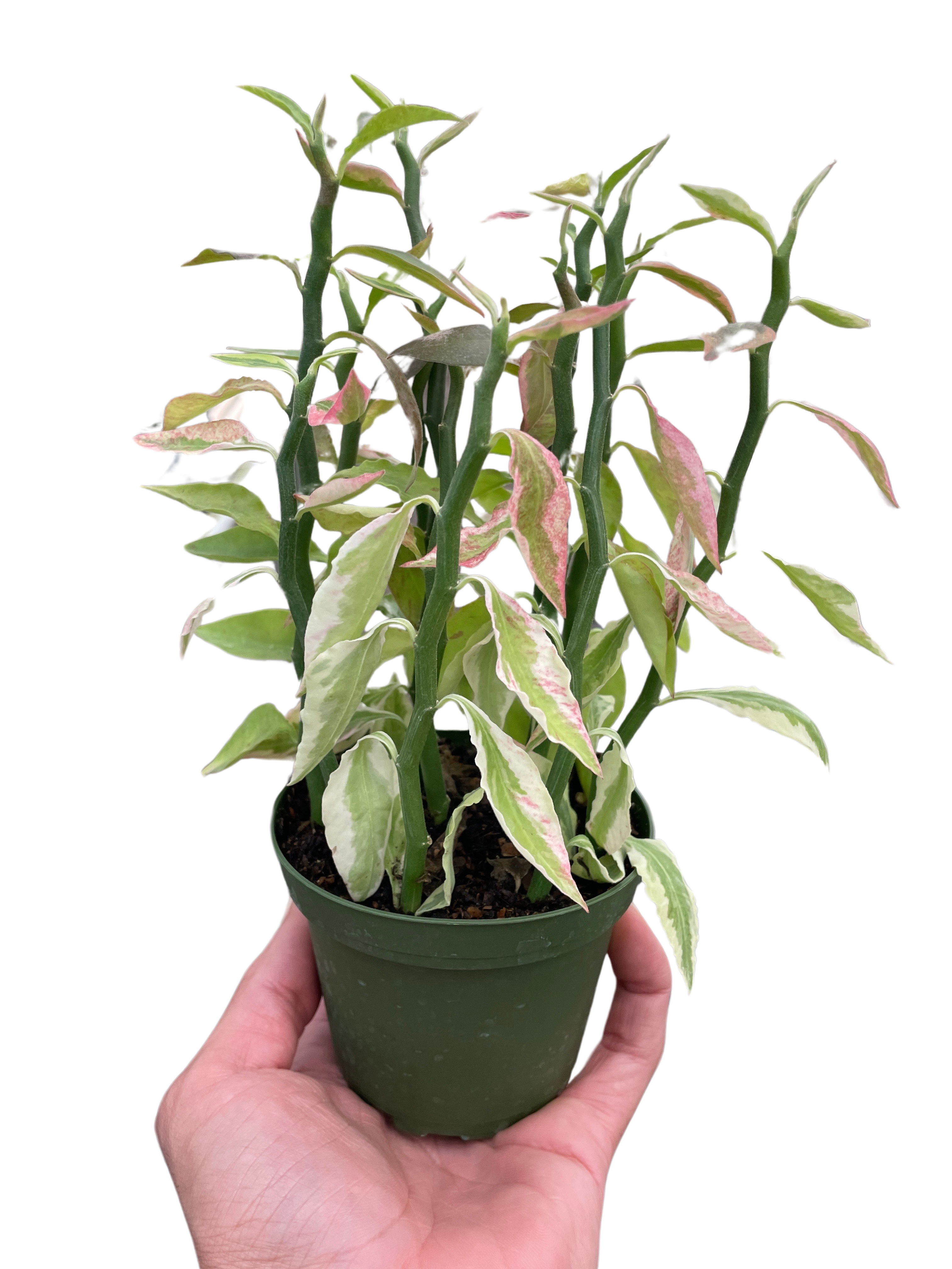 Variegated Devil's Backbone Euphorbia