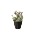 Sedum Tricolor