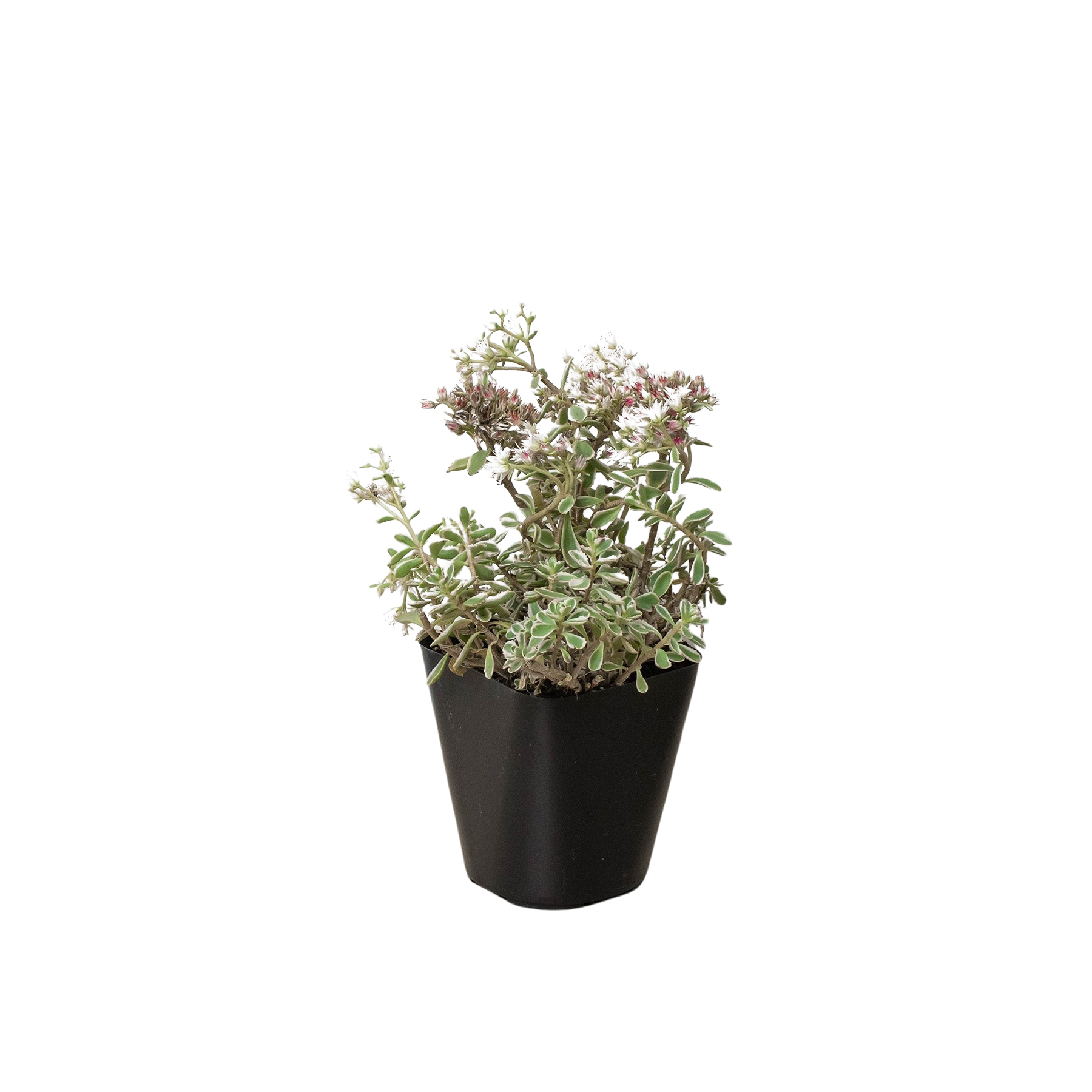Sedum Tricolor