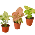 3 Different Syngonium Plants - Arrowhead Plants / 4" Pot / Live Plant