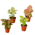 4 Different Syngonium Plants - Arrowhead Plants / 4" Pot / Live Plant