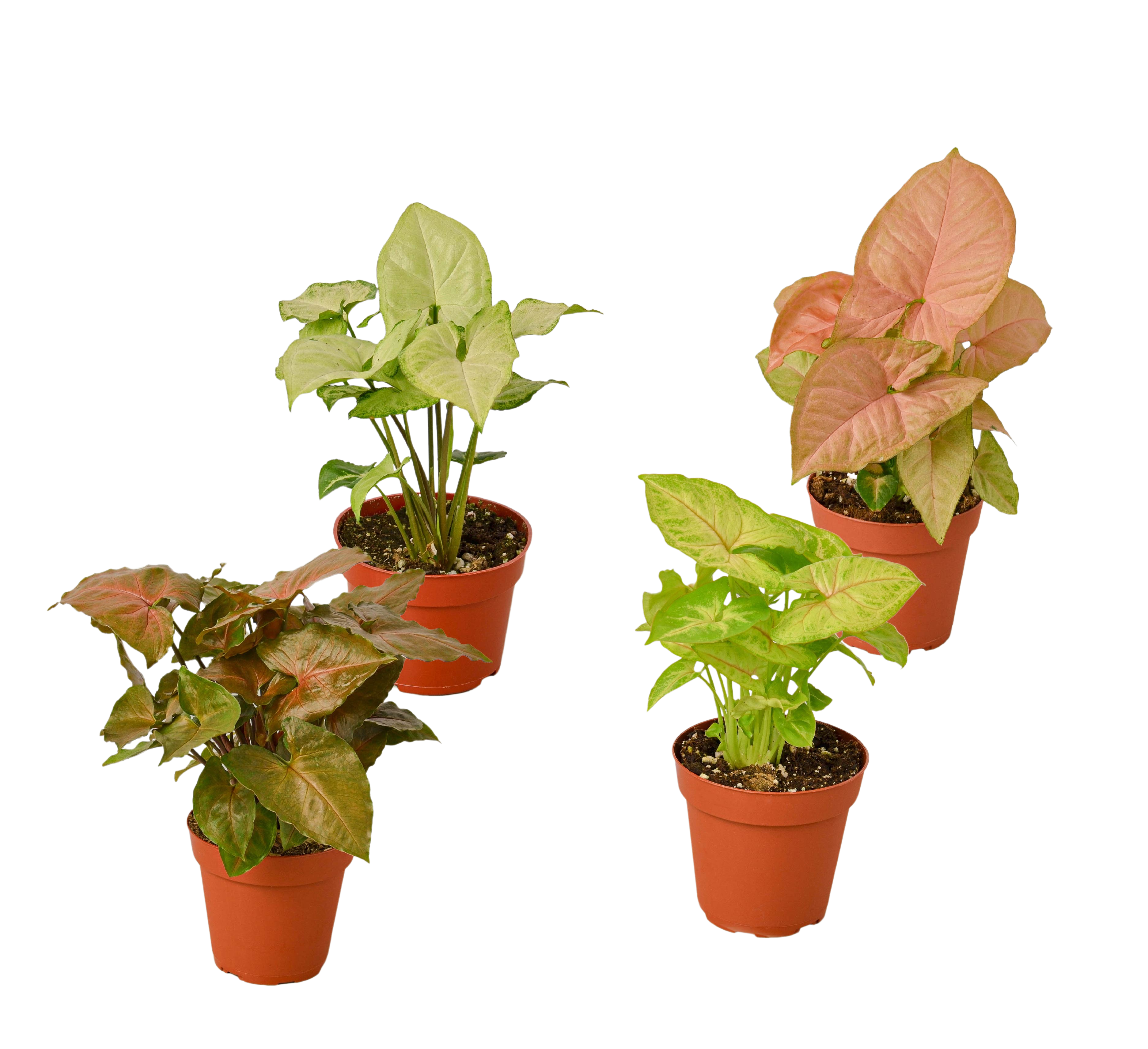 4 Different Syngonium Plants - Arrowhead Plants / 4" Pot / Live Plant