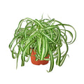Spider Plant 'Bonnie' - 6" Pot - NURSERY POT ONLY