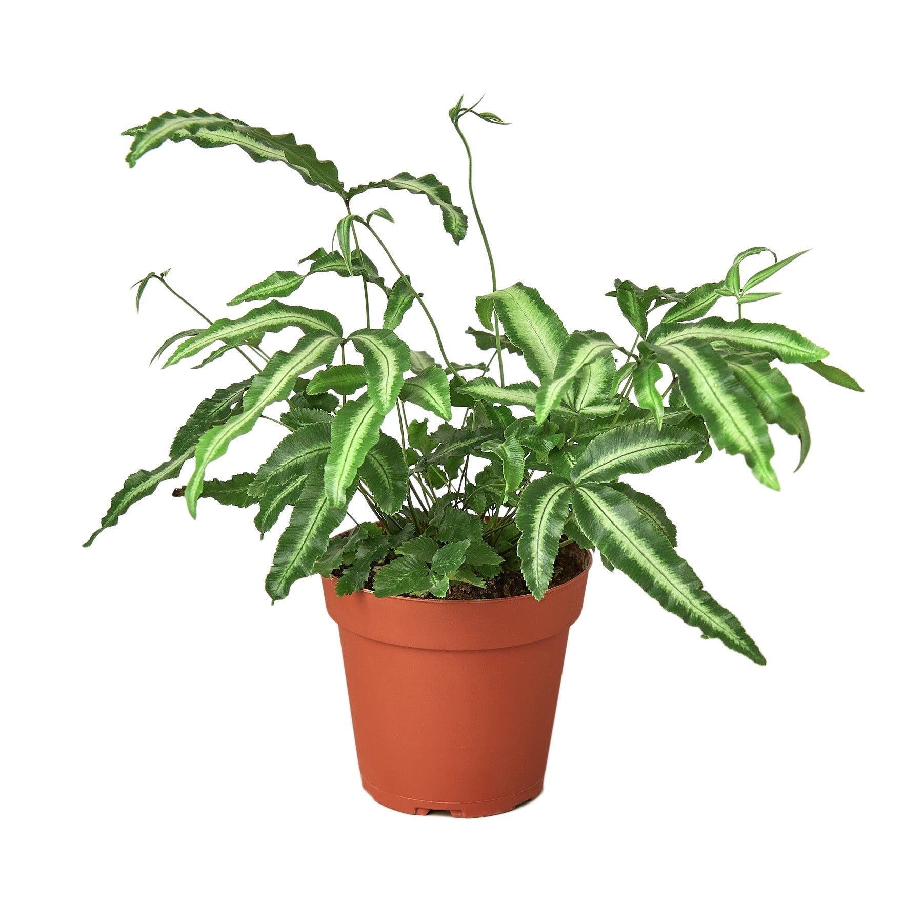 Blackwater Lotus Co. Pteris Cretica Fern