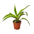 Dracaena Deremensis 'Lemon Lime' - 4" Pot - NURSERY POT ONLY