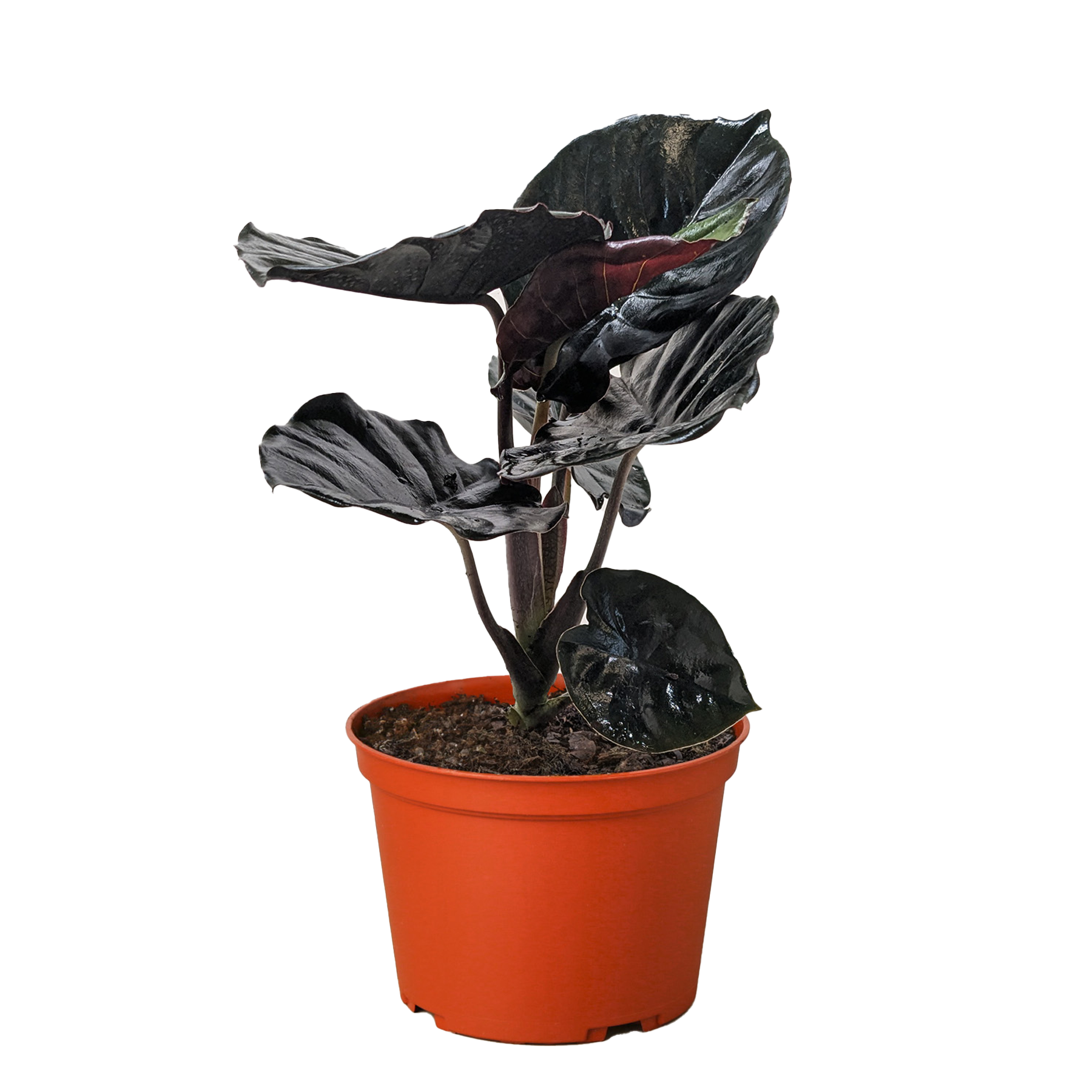 Alocasia 'Black Infernalis'