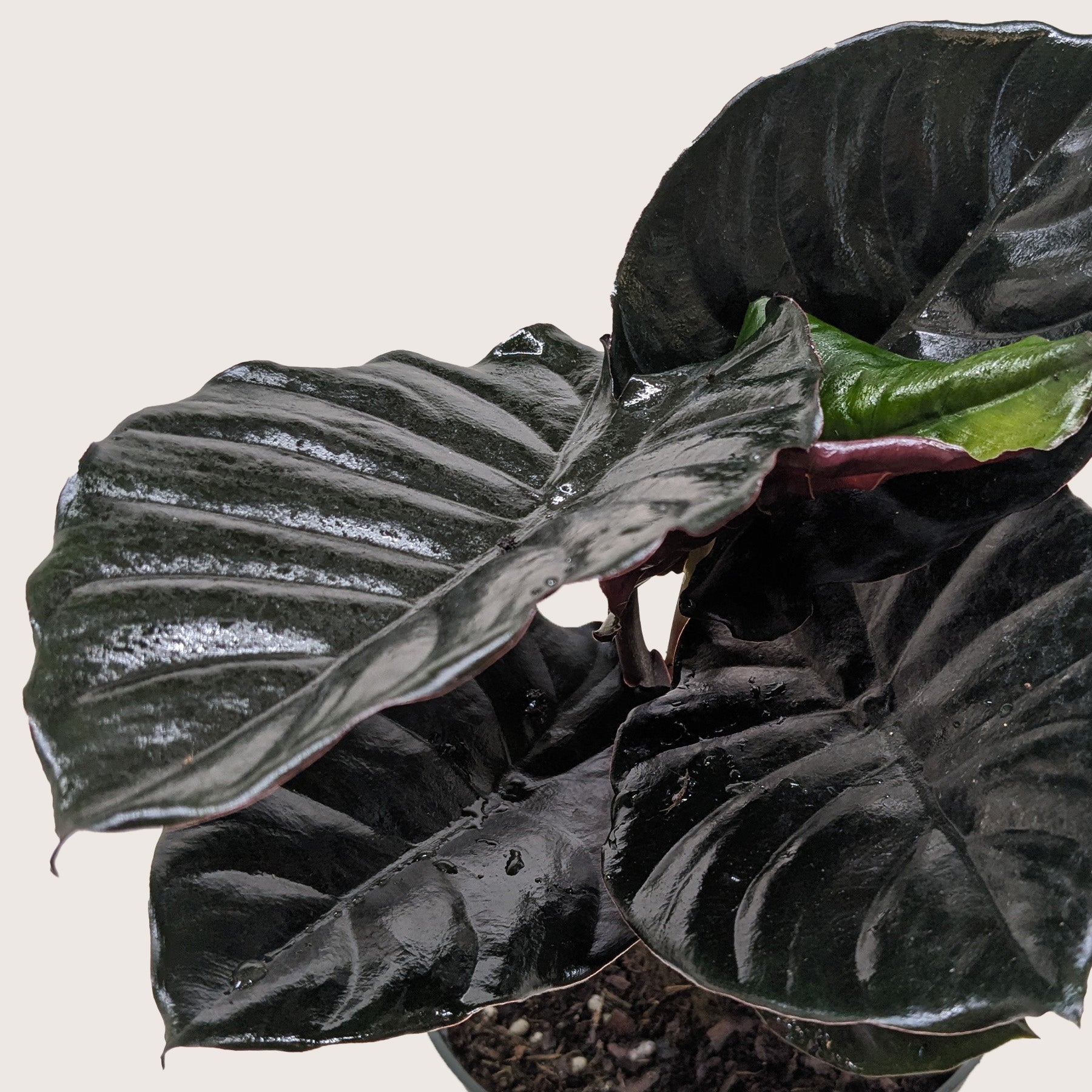 Alocasia 'Black Infernalis'
