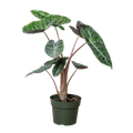 Alocasia Pink Dragon