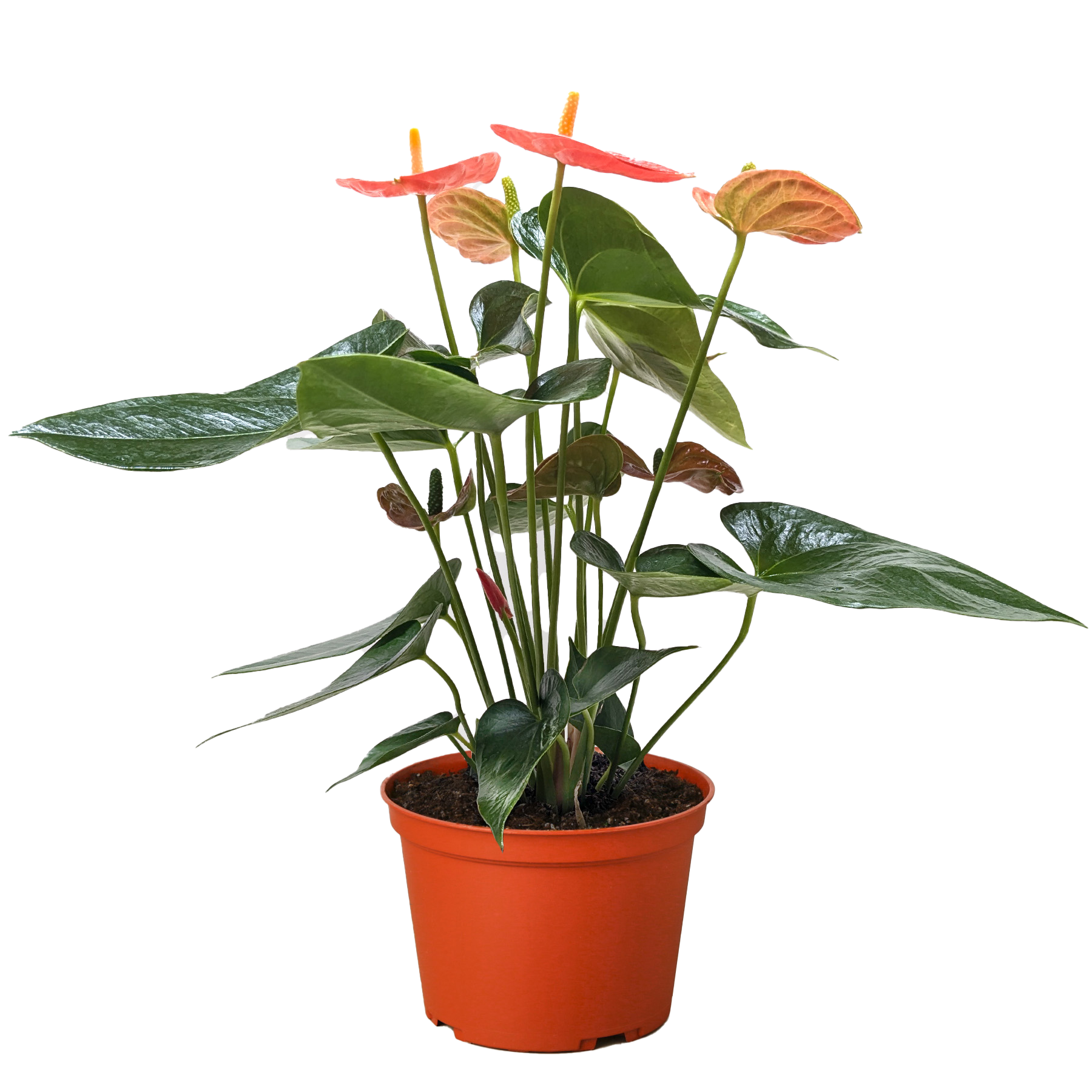Anthurium 'Orange'