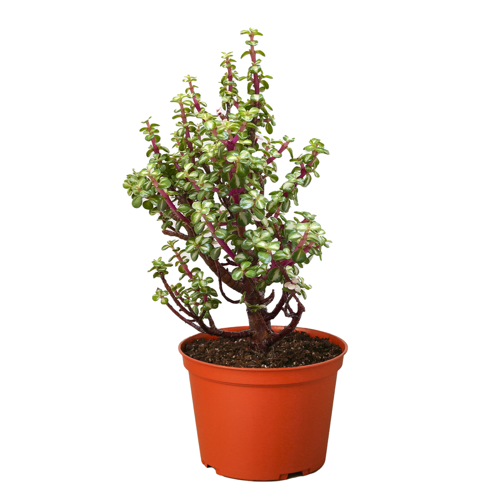 Bonsai Jade Dwarf Rainbow