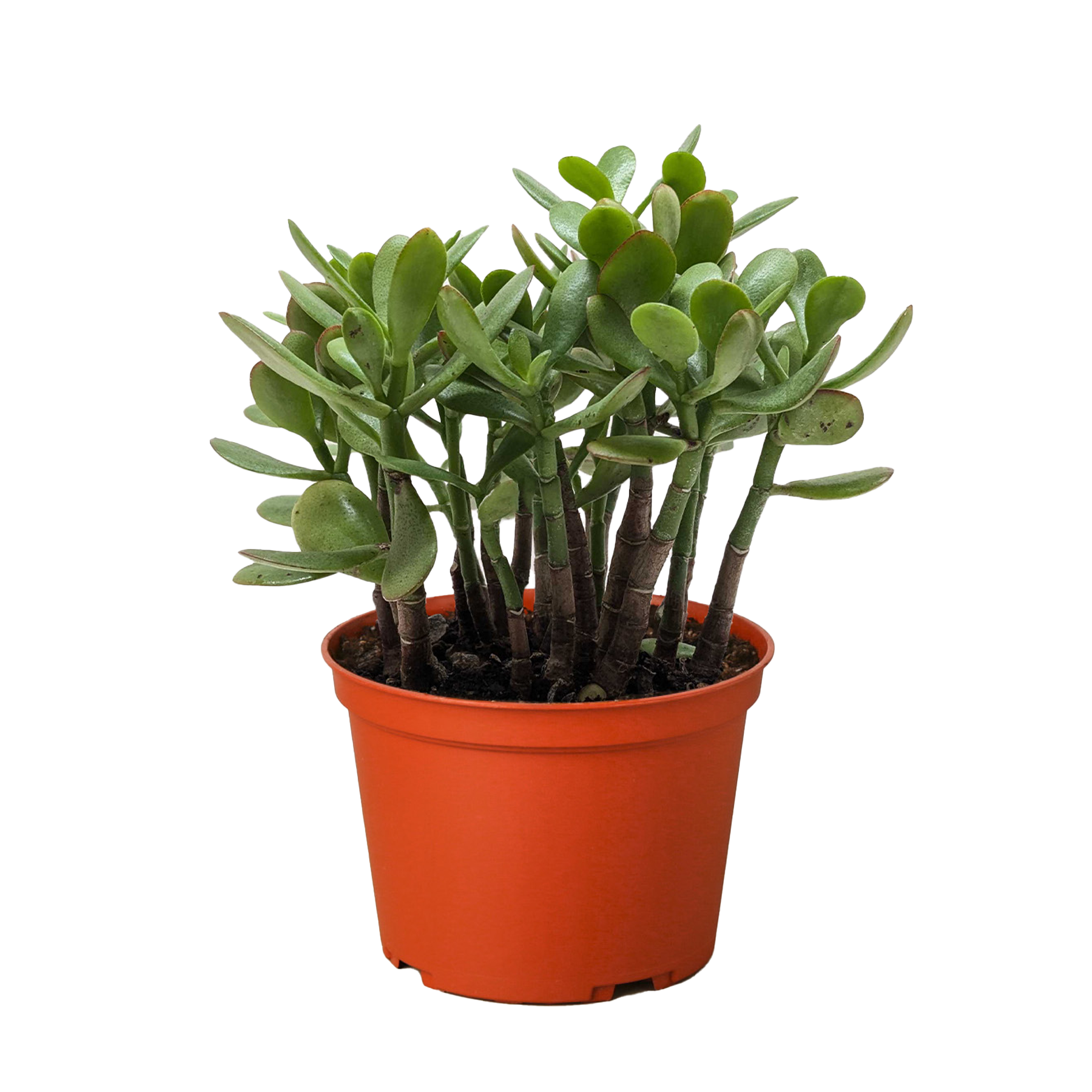 Succulent Crassula 'Jade'