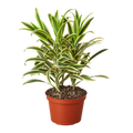 Dracaena 'Song of India' - 6" Pot - NURSERY POT ONLY