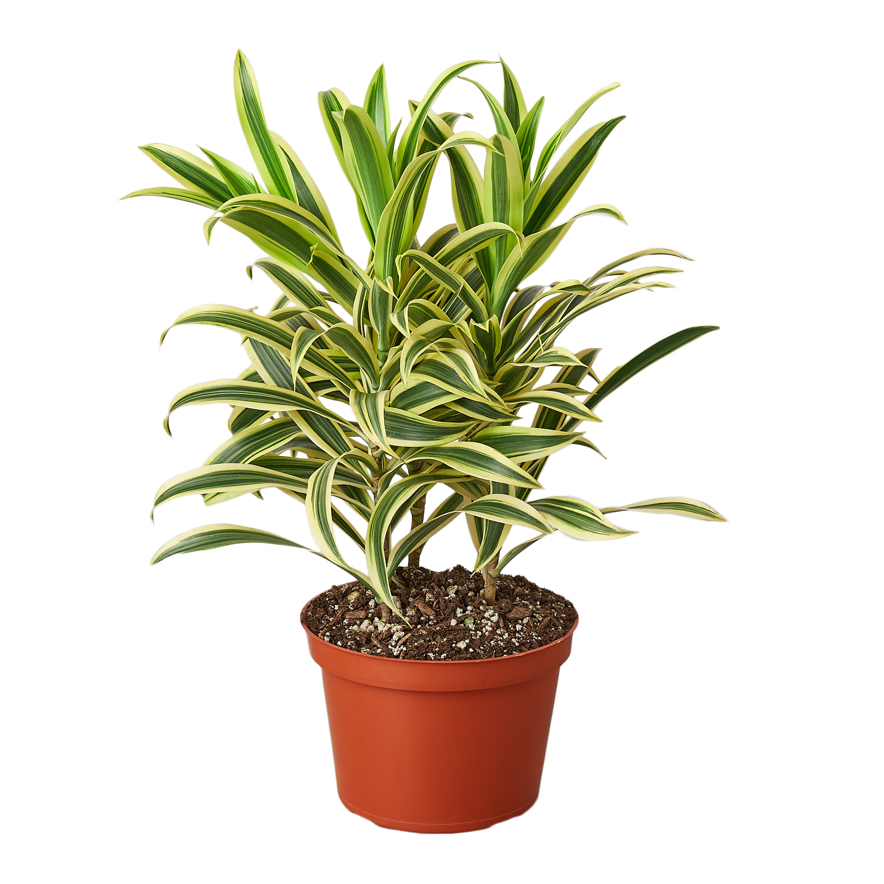 Dracaena 'Song of India' - 6" Pot - NURSERY POT ONLY