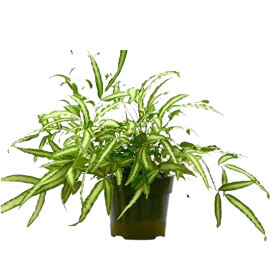 Pteris Cretica 'Albo Fern' - 6" Pot - NURSERY POT ONLY