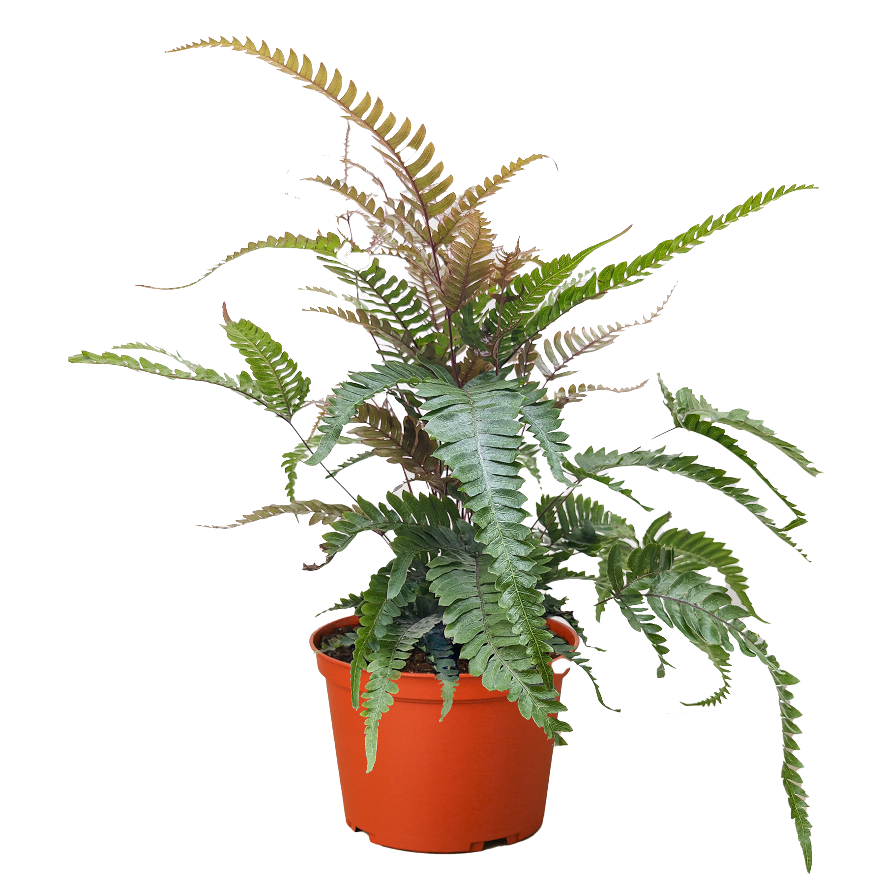 Fern 'Tricolor Pteris'