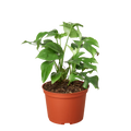 Philodendron Mini Monstera Minima - 6" Pot - NURSERY POT ONLY