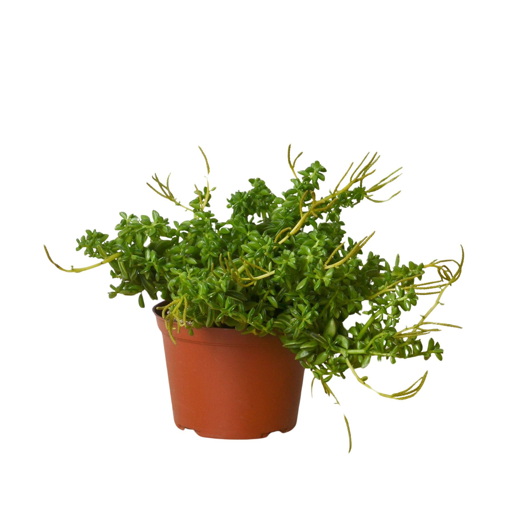 Peperomia 'Axillaris'