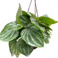 Peperomia Ecuador