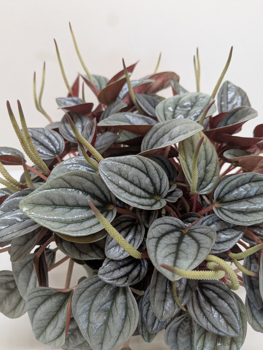 Peperomia 'San Marino'
