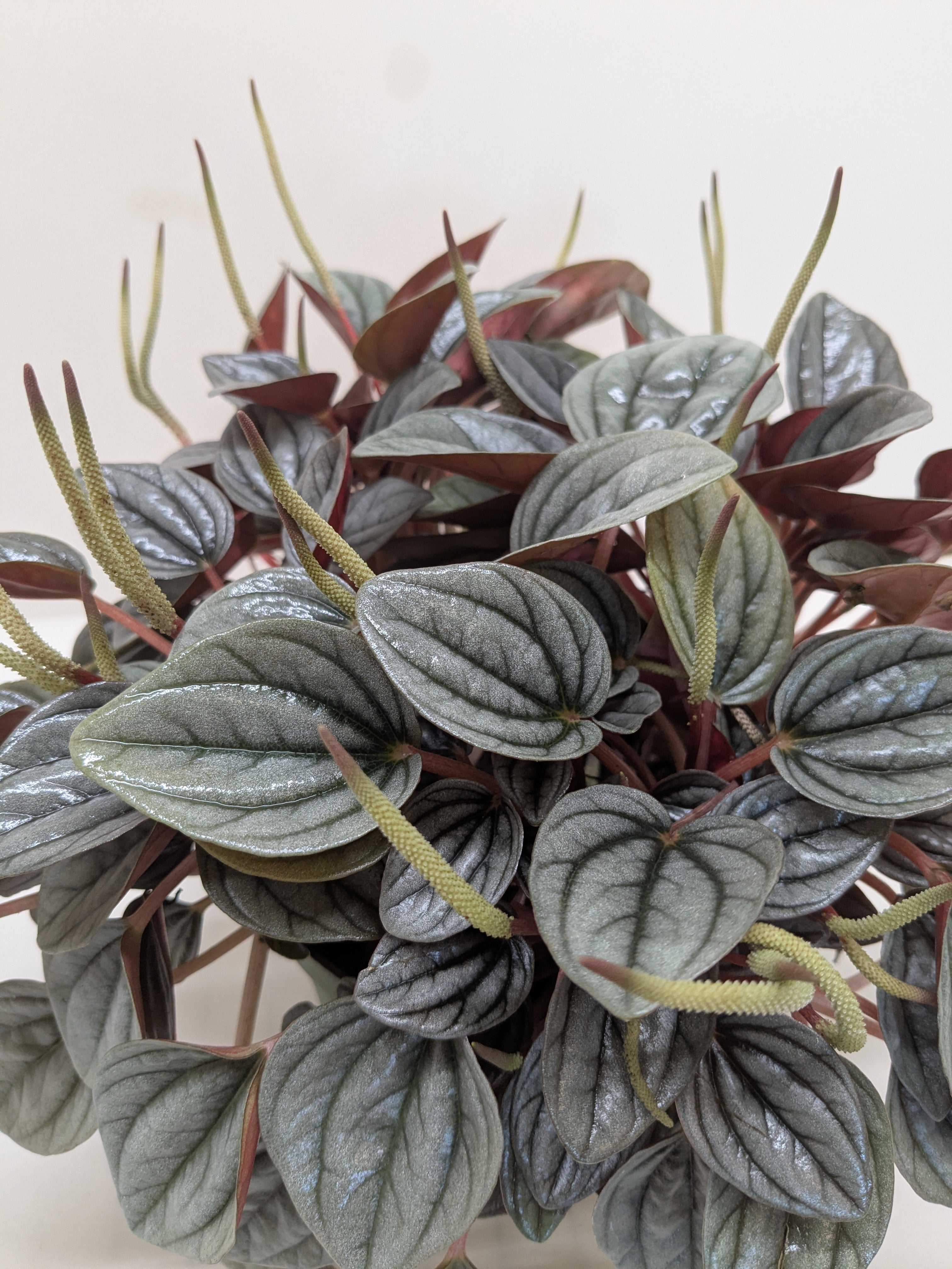 Peperomia 'San Marino'