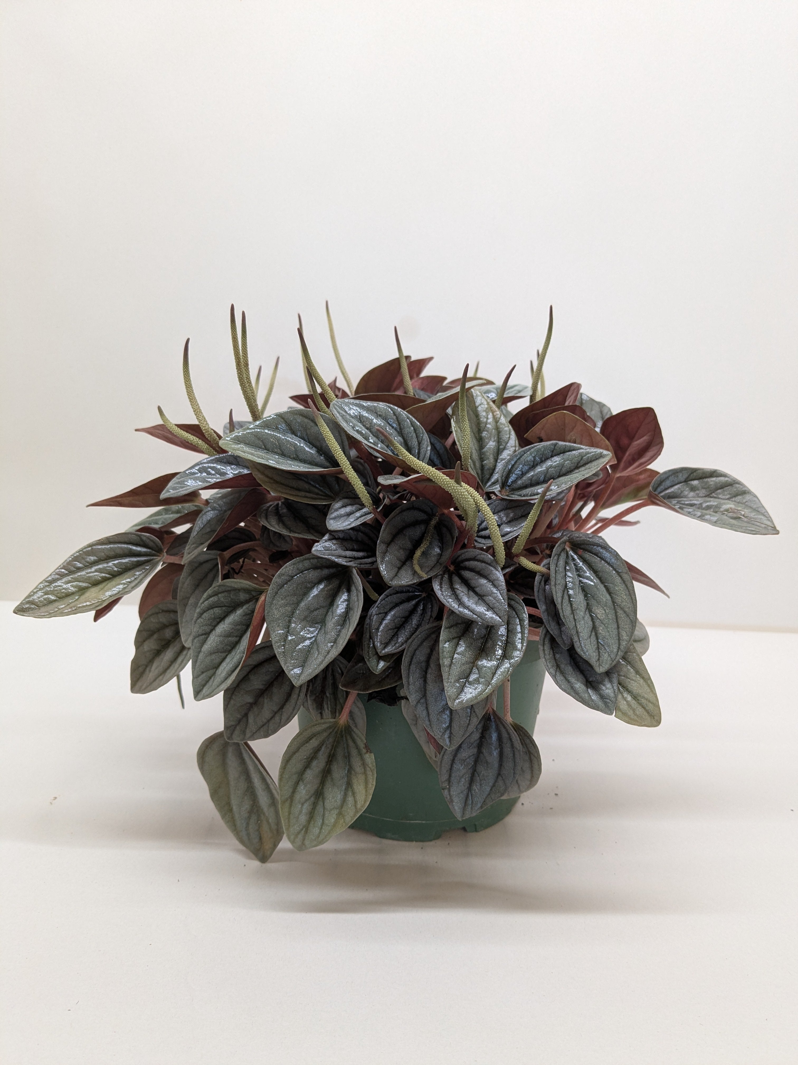 Peperomia 'San Marino'