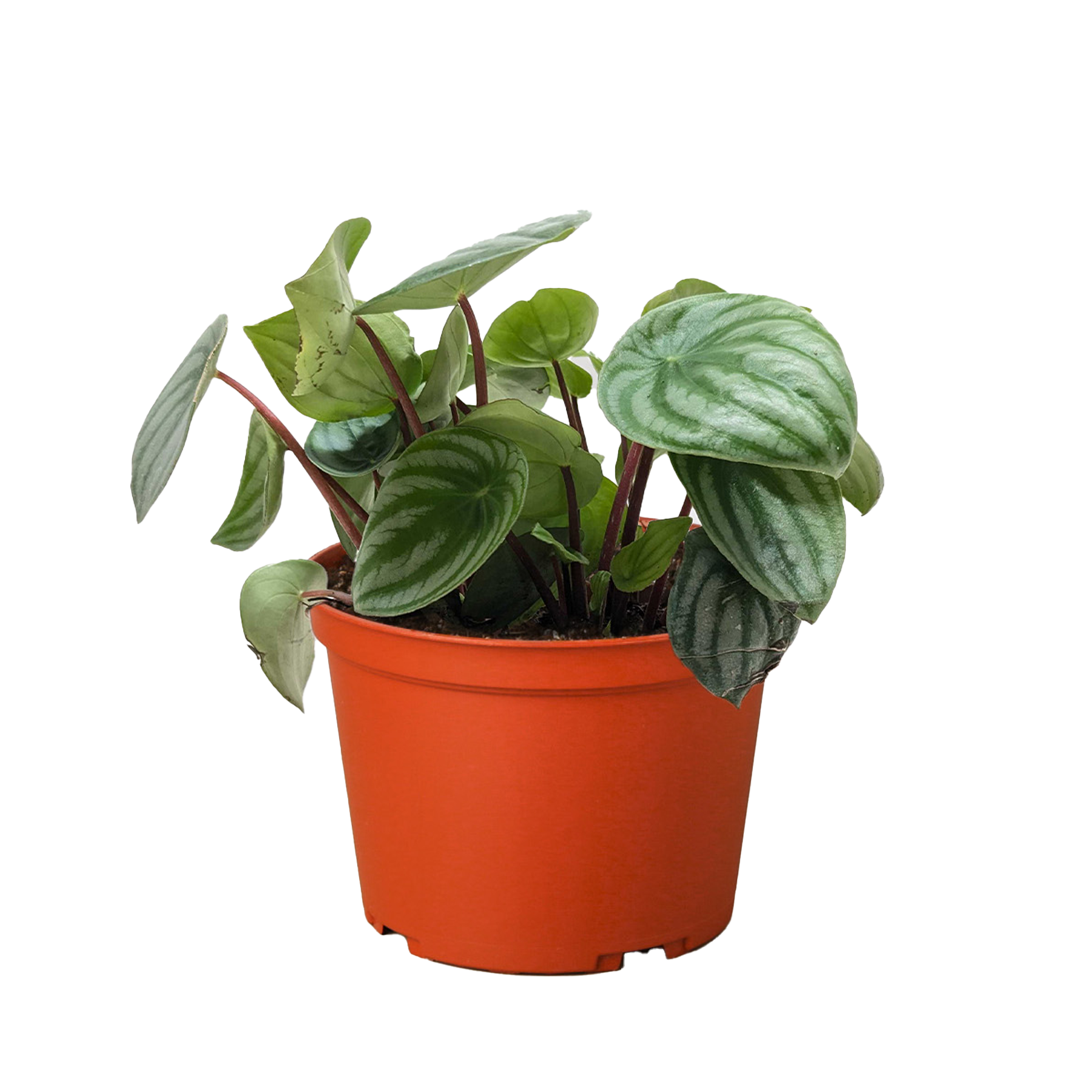 Peperomia Watermelon