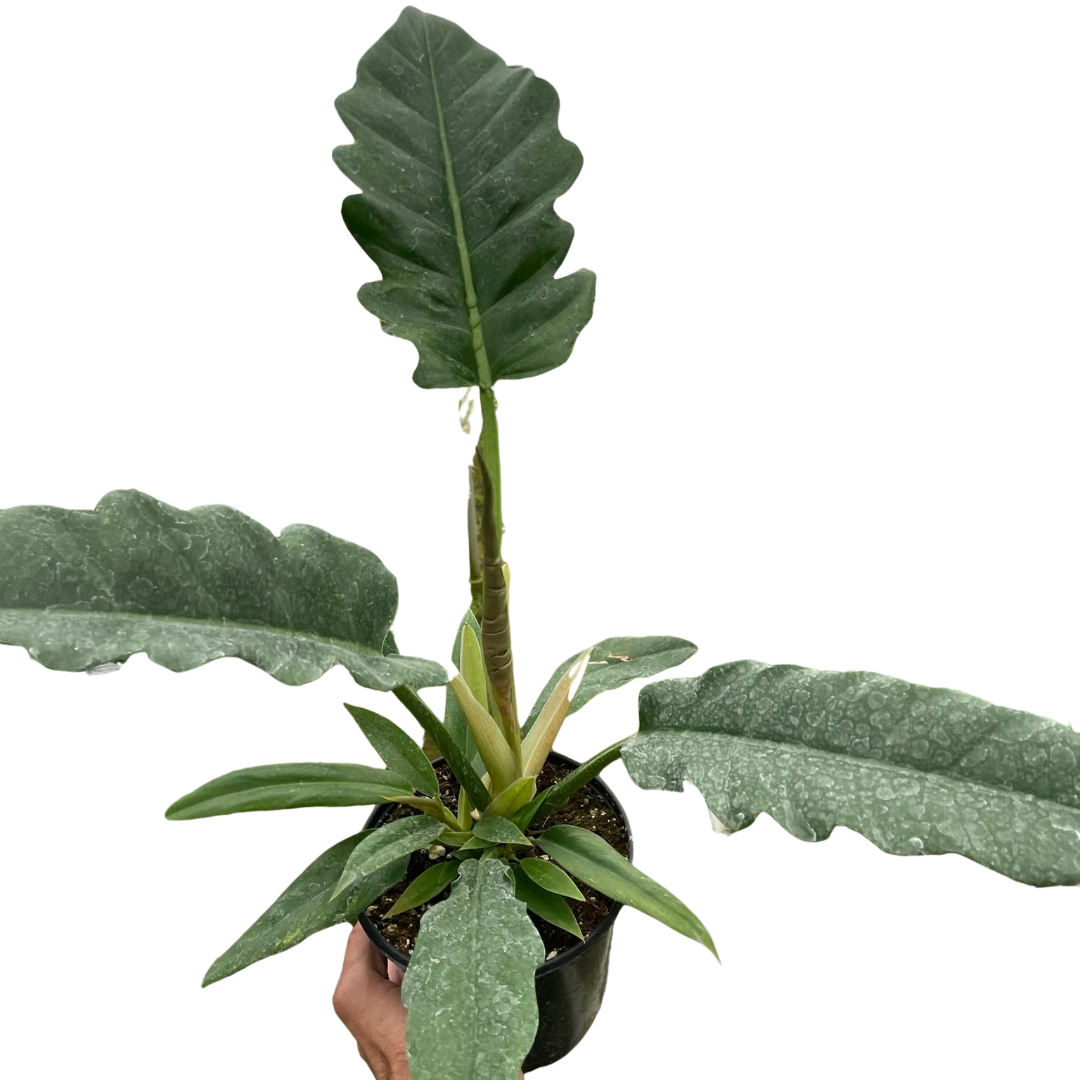 Blackwater Lotus Co. Philodendron Jungle Boogie