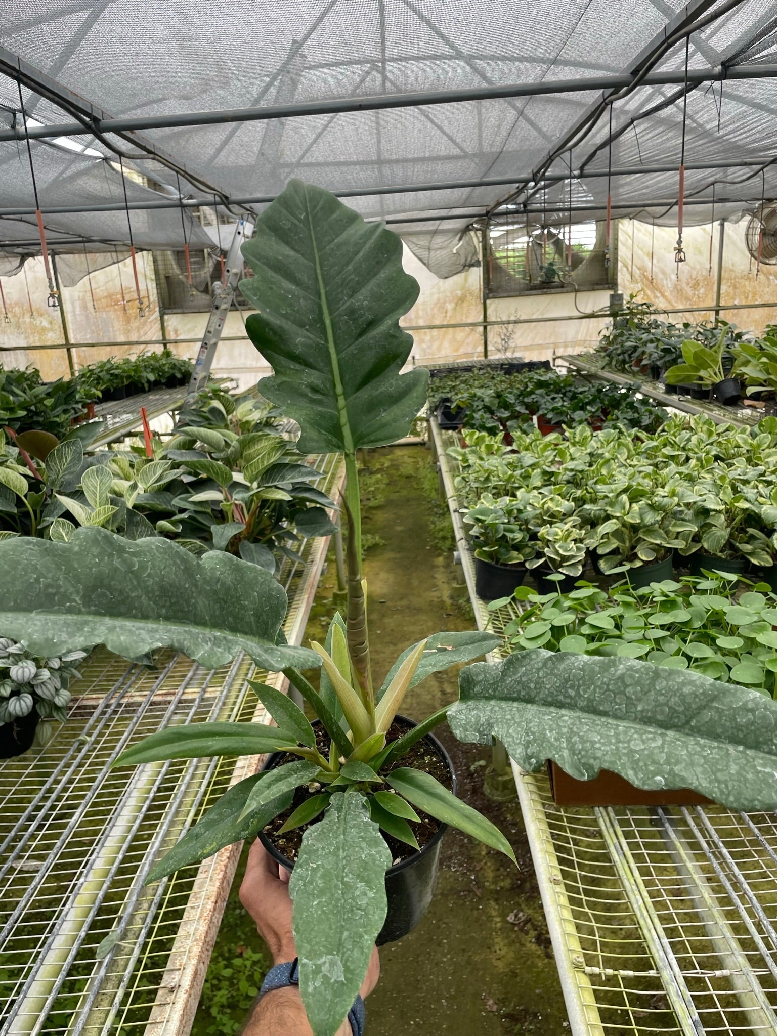 Blackwater Lotus Co. Philodendron Jungle Boogie - Thumbnail 3