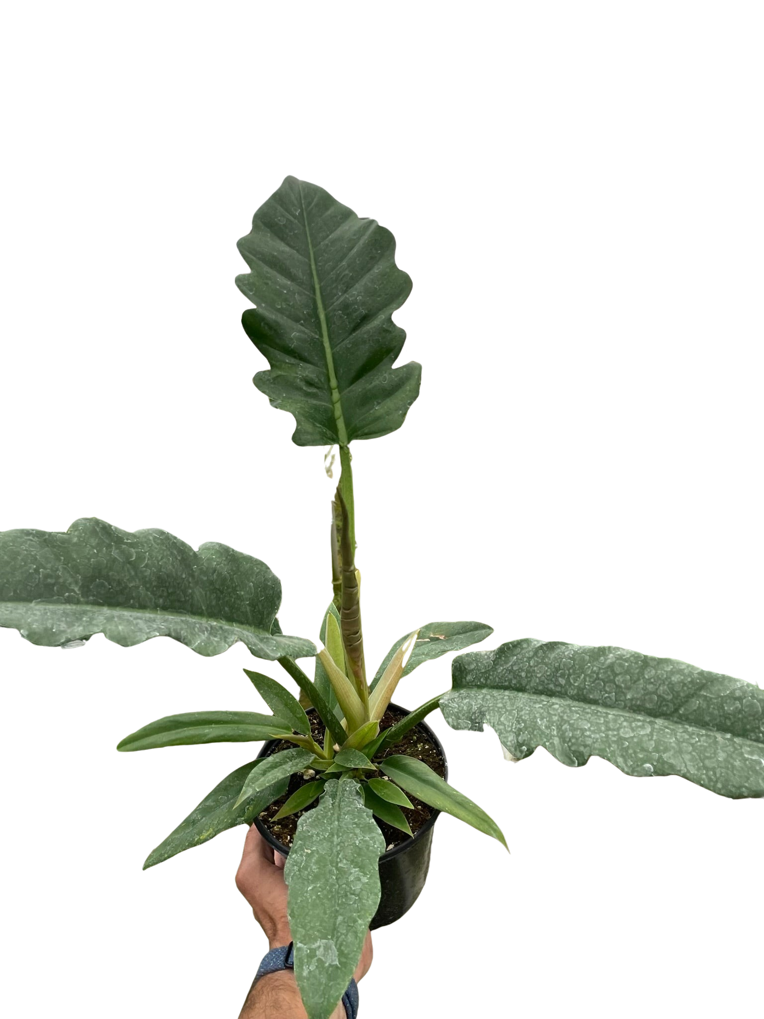 Blackwater Lotus Co. Philodendron Jungle Boogie - Thumbnail 2
