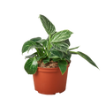 Philodendron 'Birkin' - 6" Pot - NURSERY POT ONLY