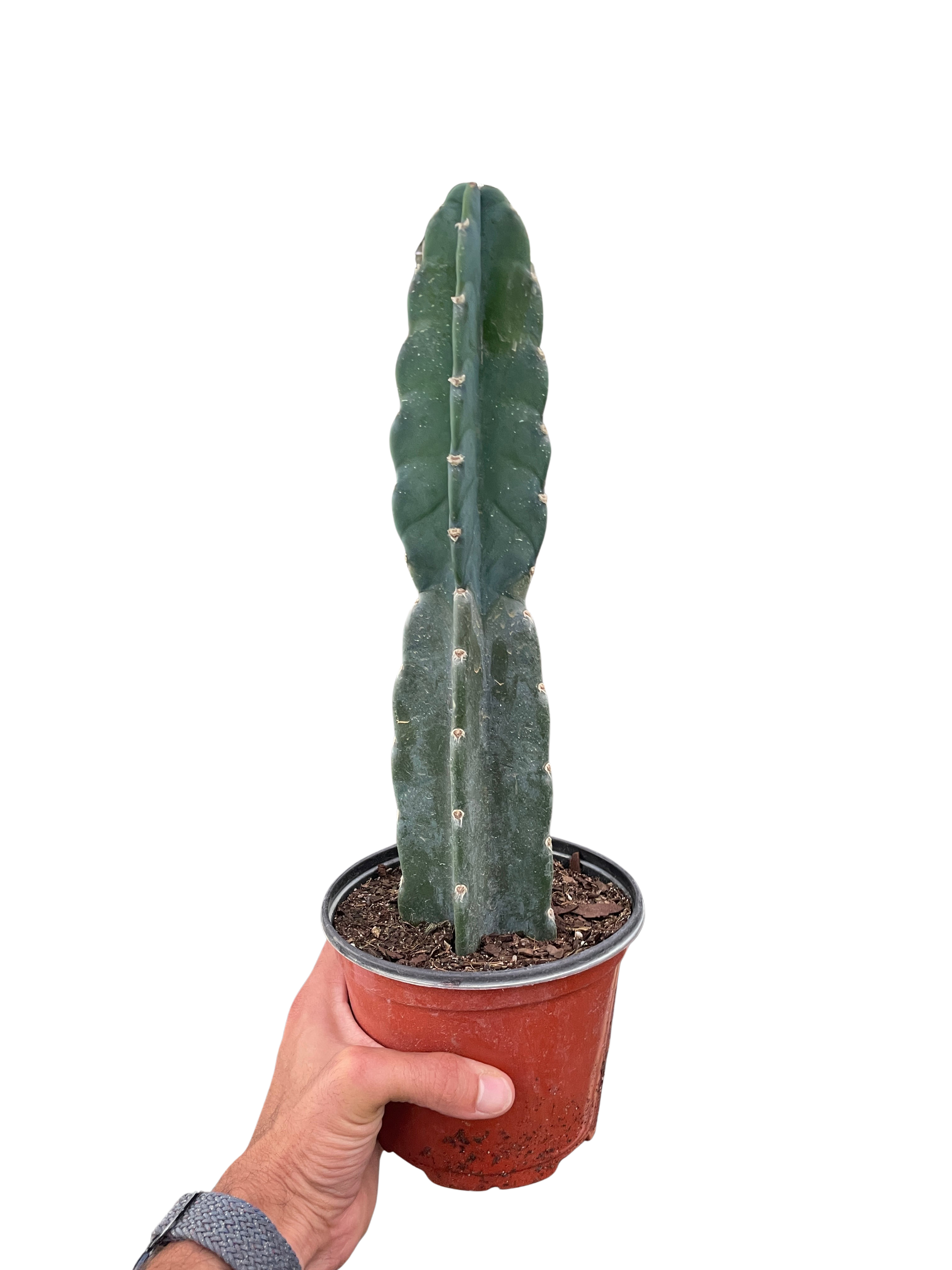 Succulent Cereus Cuddly Cactus