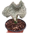 Succulent Euphorbia Lactea Ghost