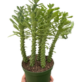 Euphorbia 'Sausage Spurge'