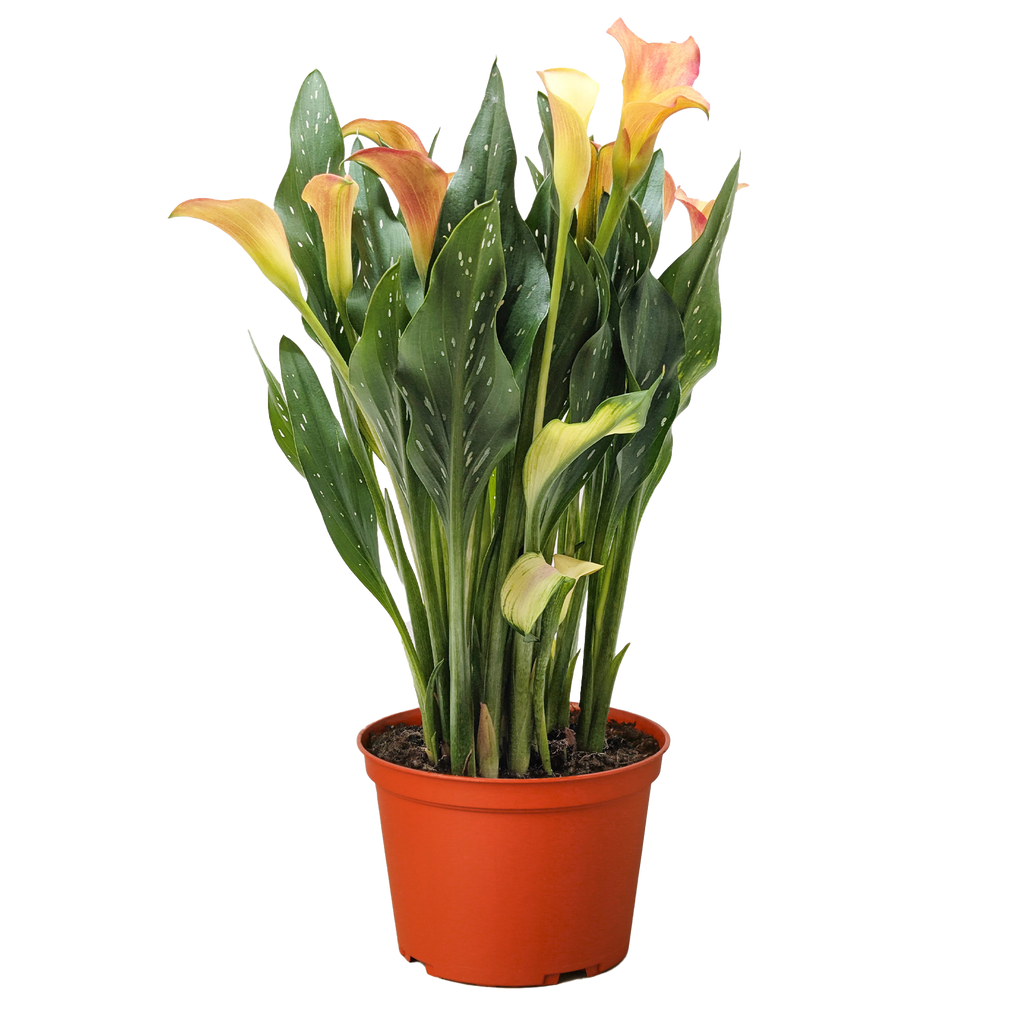 Calla Lily