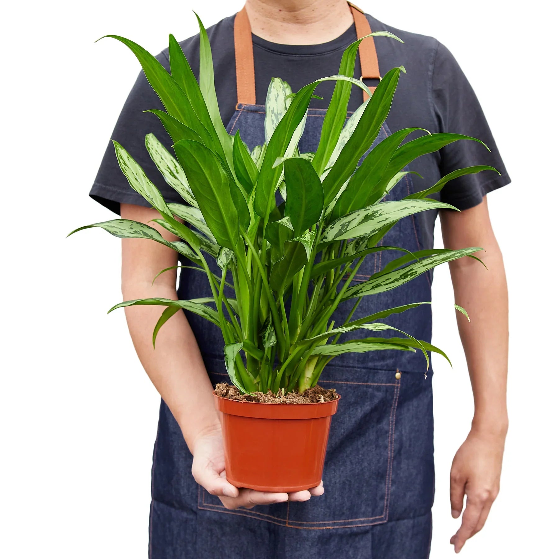 Blackwater Lotus Co. Chinese Evergreen Cutlass - Thumbnail 3