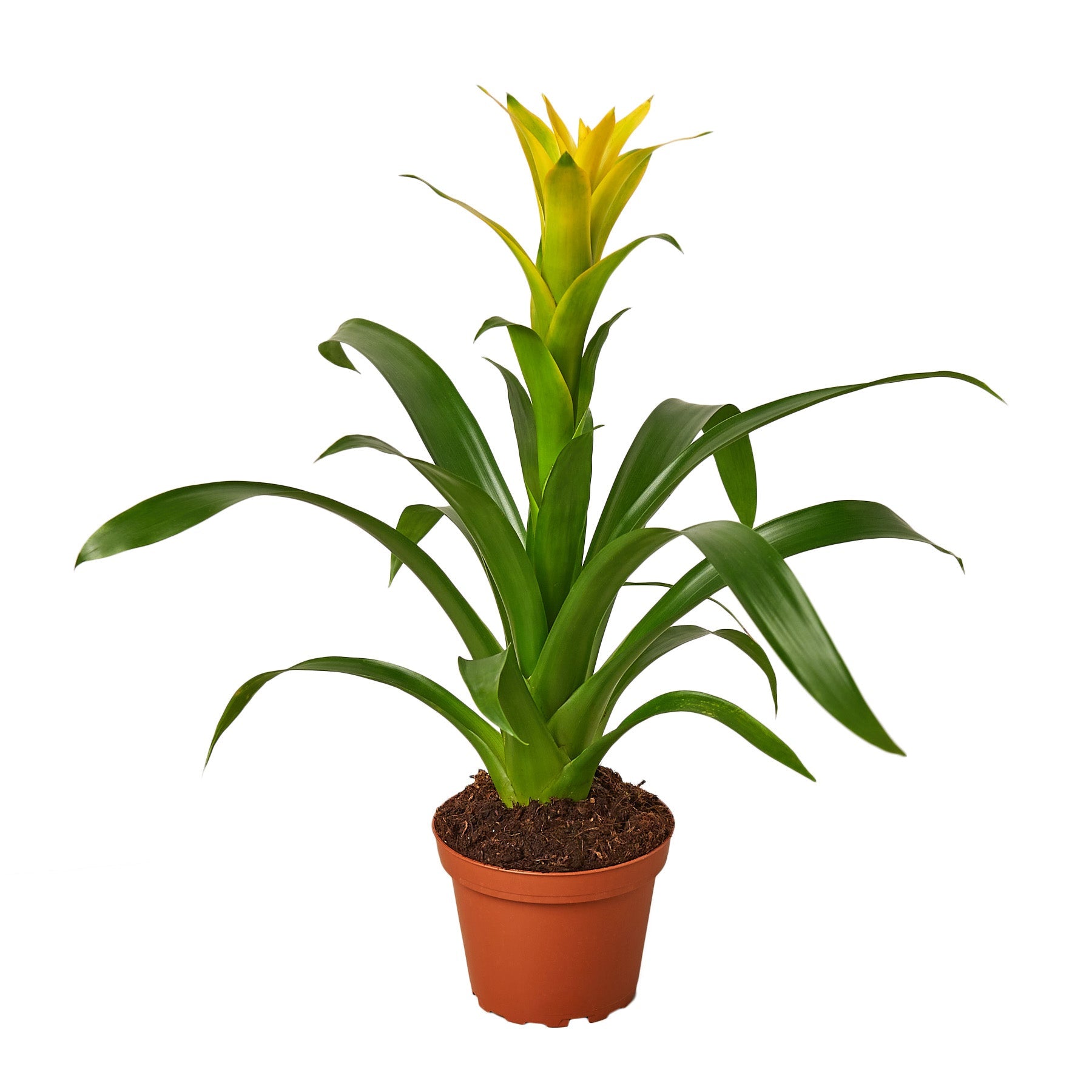 Guzmania Bromeliad 'Yellow'