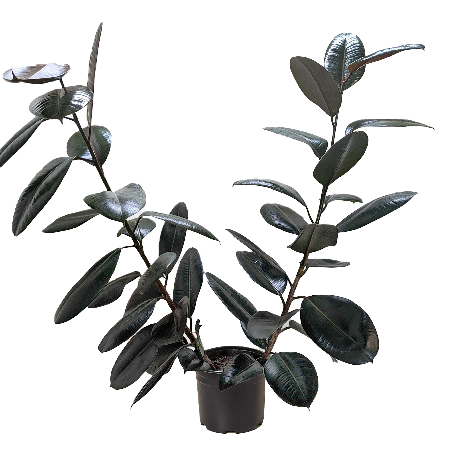 Ficus Elastica 'Burgundy'