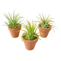 3 Ionantha Air Plants with Mini Terra Cotta Pots
