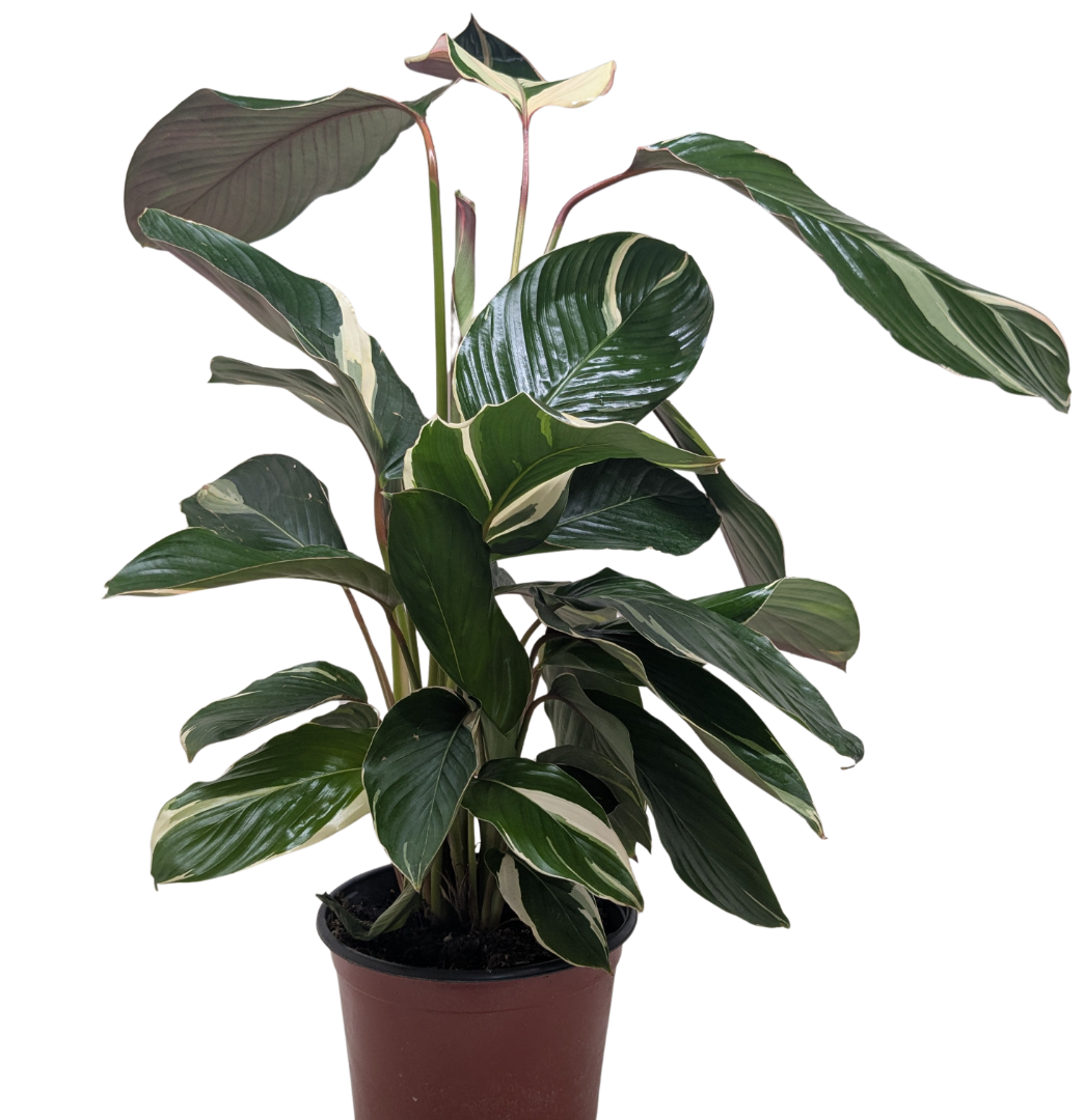Calathea 'Princess Dalya'
