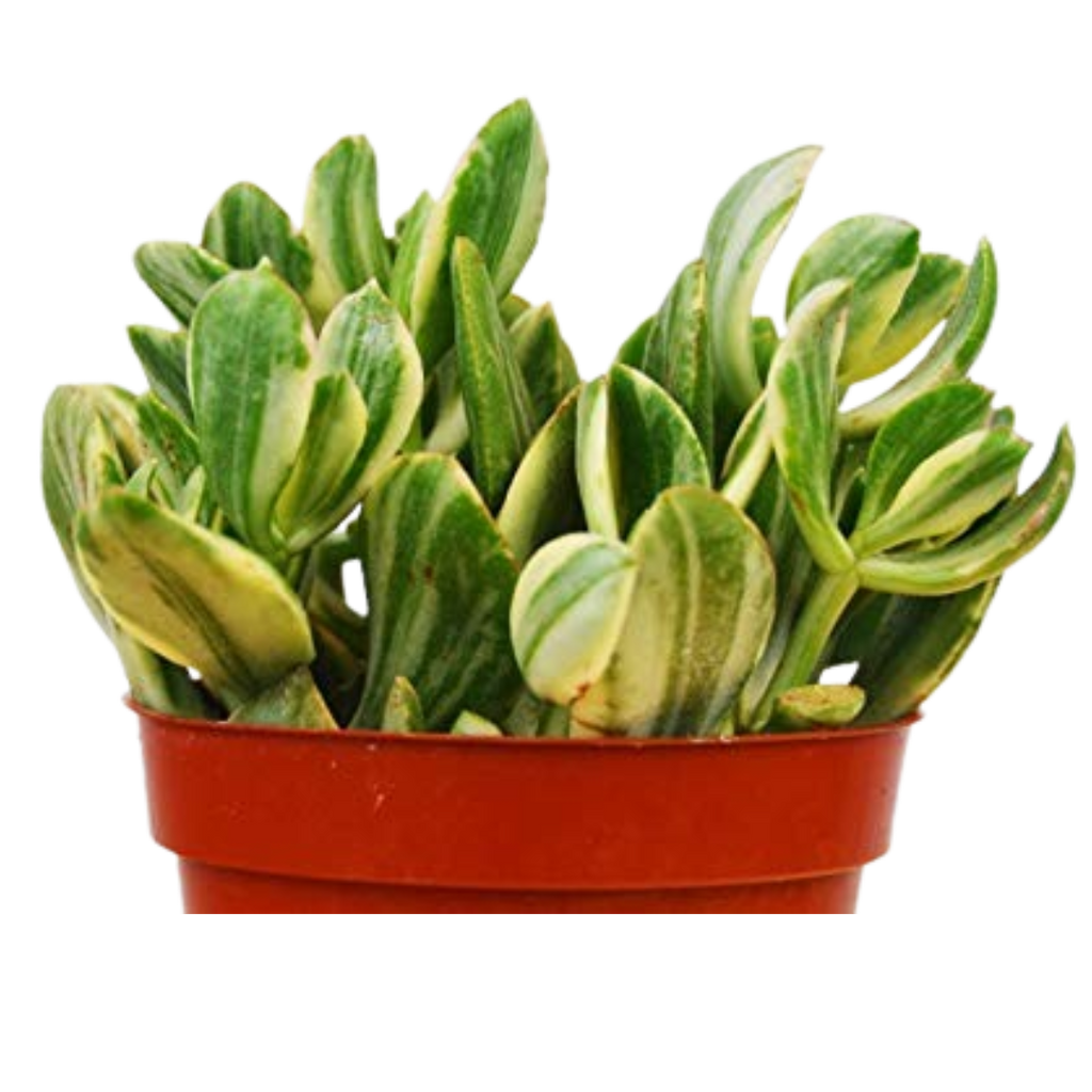 Crassula Ovata 'Variegated Jade' Succulent - 4" Pot