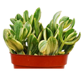 Crassula Ovata 'Variegated Jade' Succulent - 4" Pot