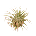 Tillandsia Air Plant Ionantha Guatemala