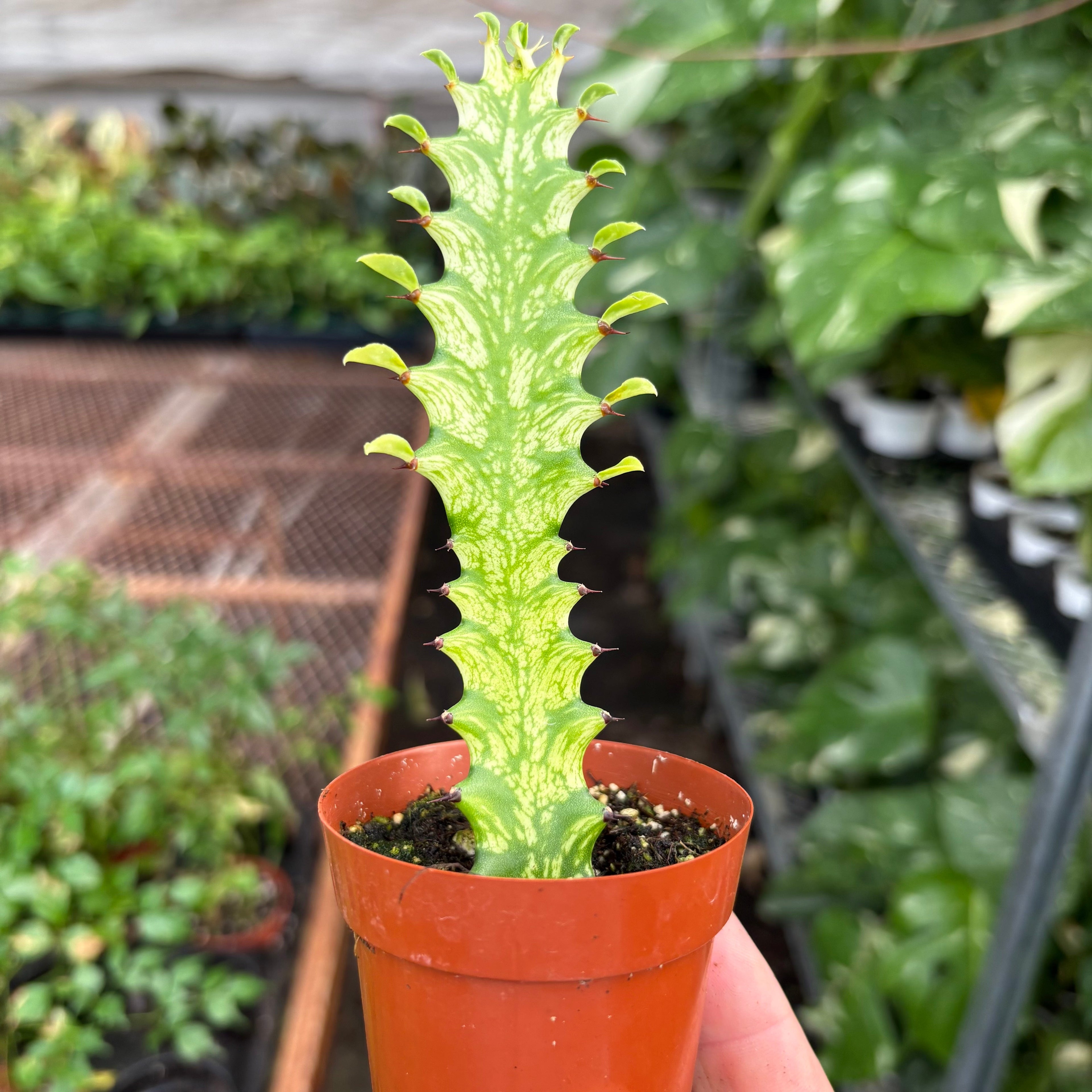 Euphorbia 'Mint Cream'